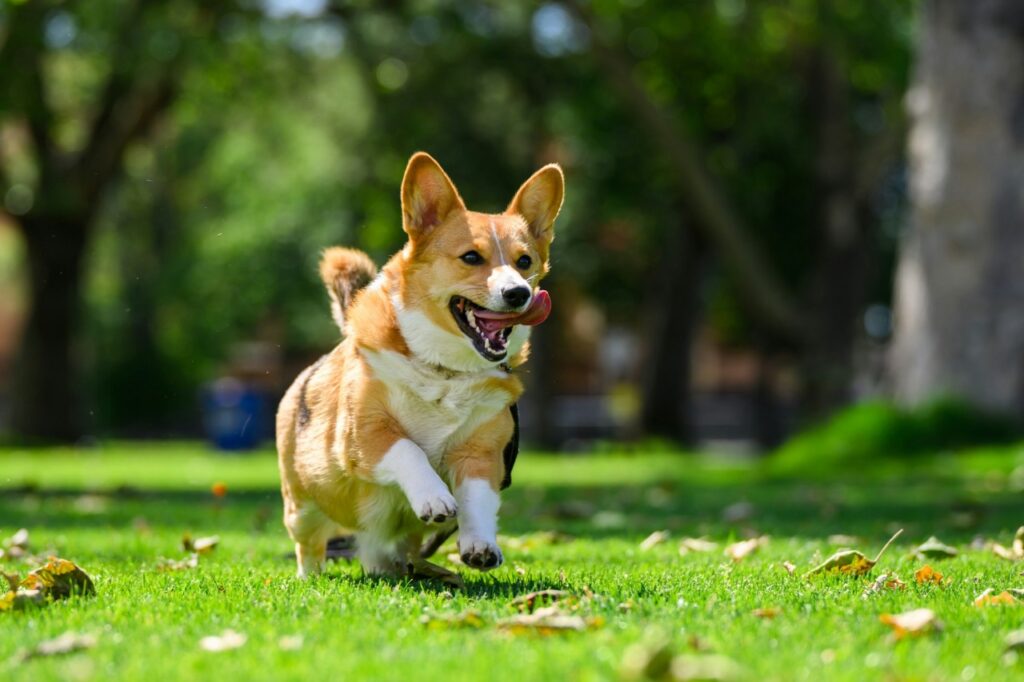 Corgi Running