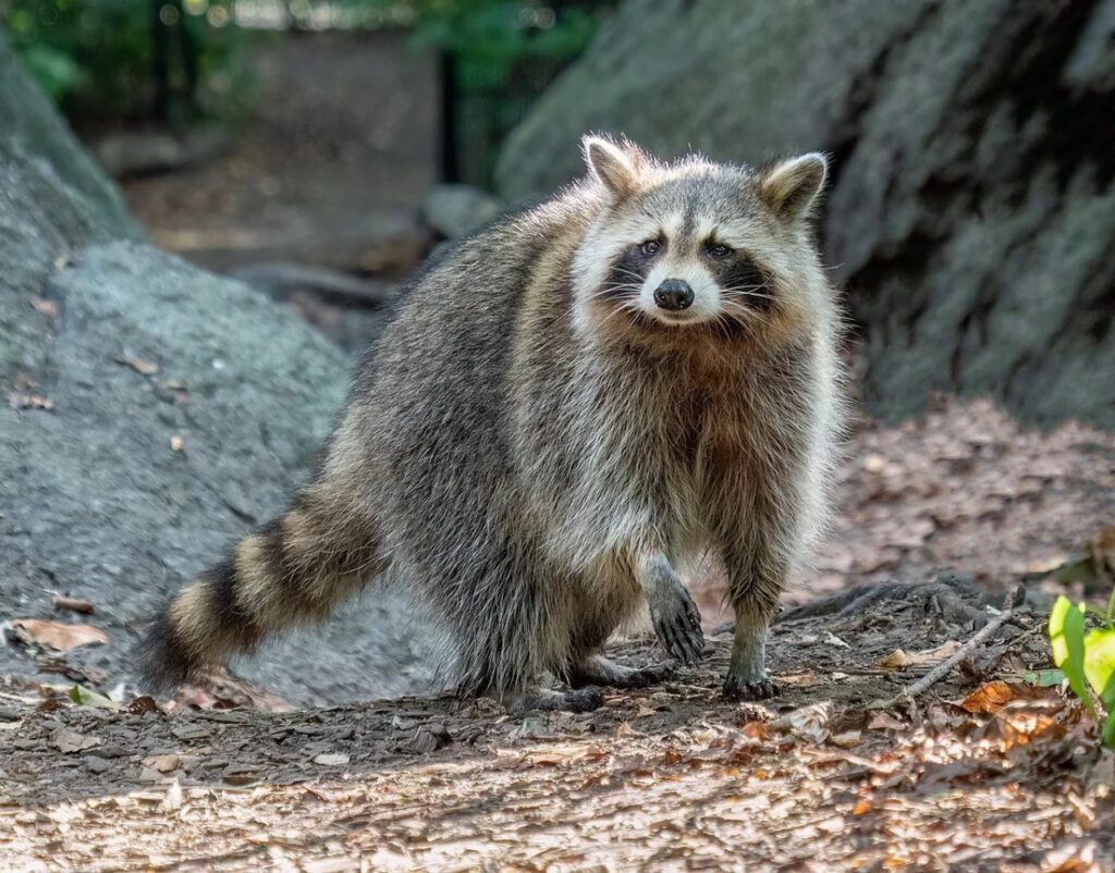 Racoon