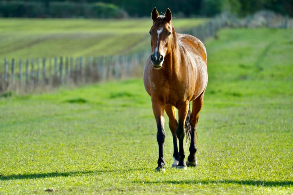 Warmblood