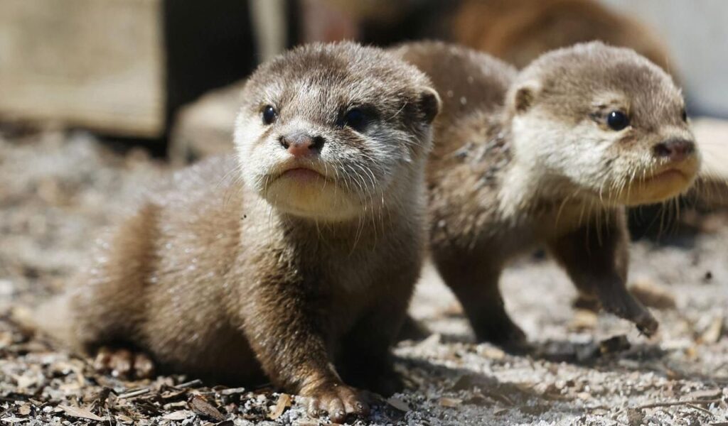 Two Asian small-clawed otters on the ground.