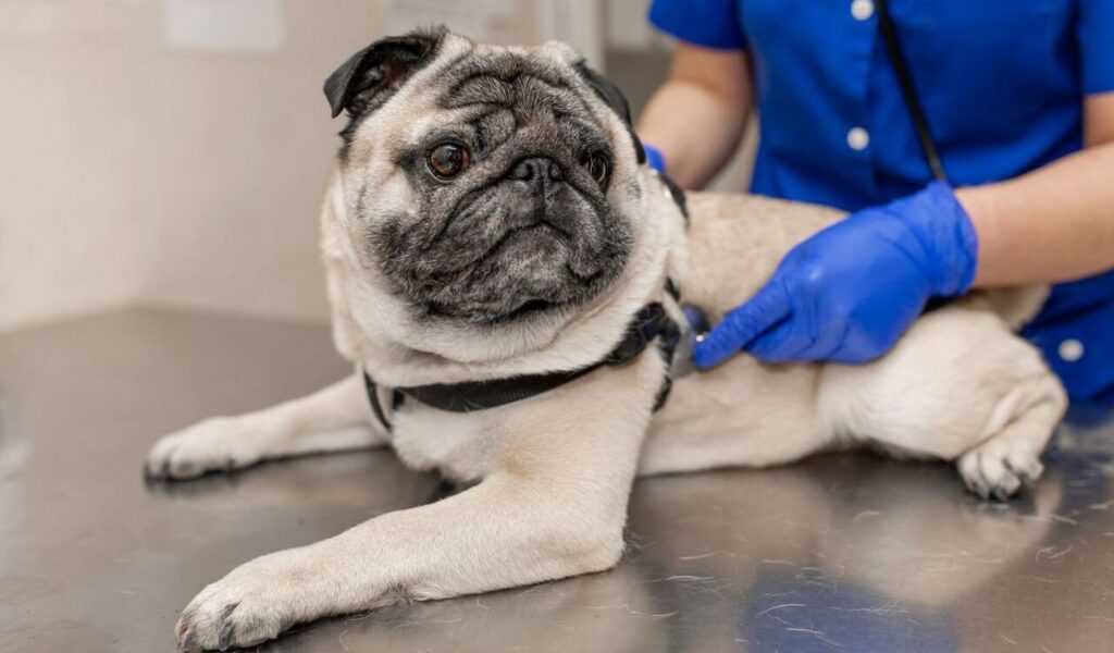 Pug being examined by a vet in blue gloves