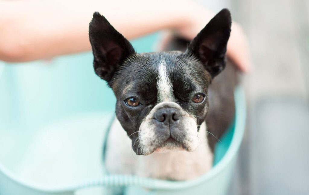 Boston Terrier in a tub during bath time