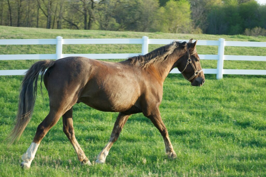 Morgan Horse