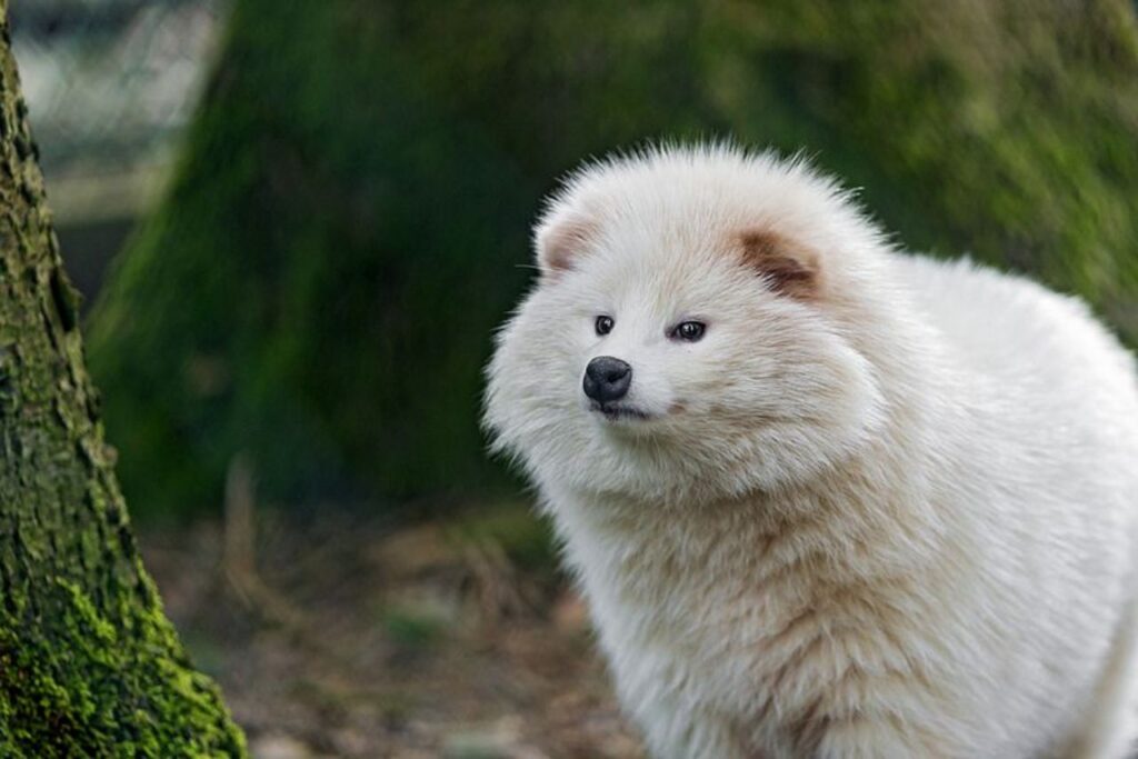White Racoon Dog