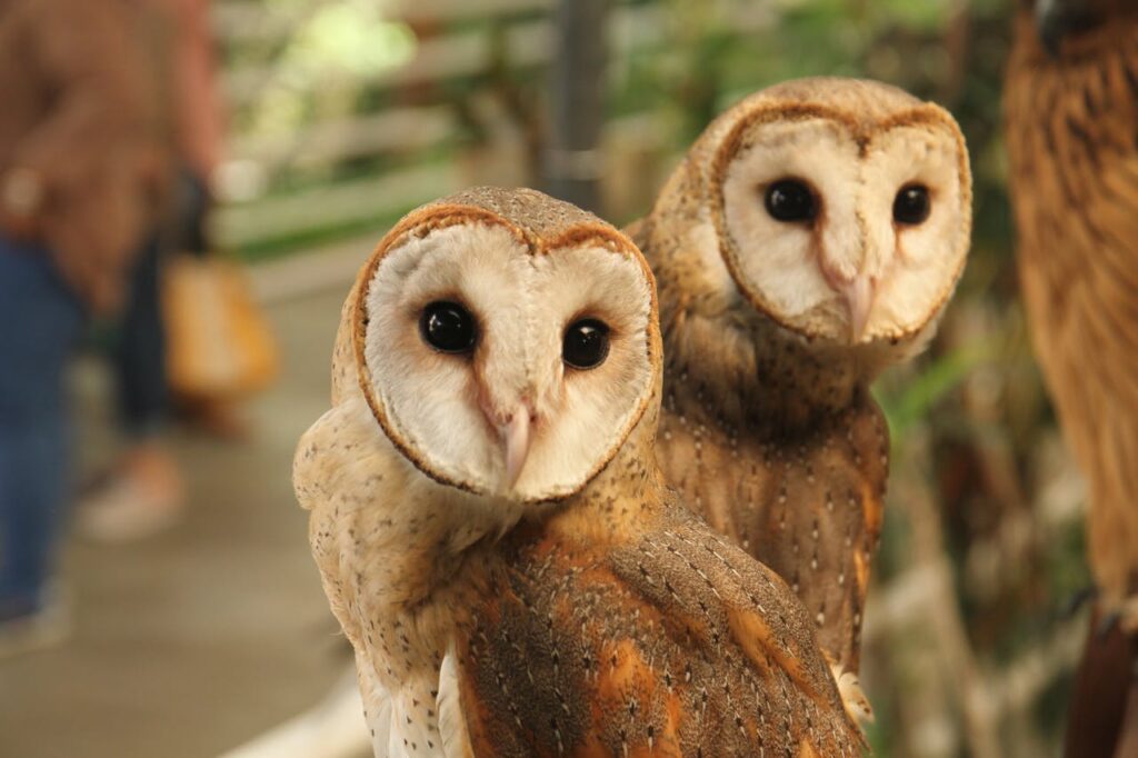 Barn Owls