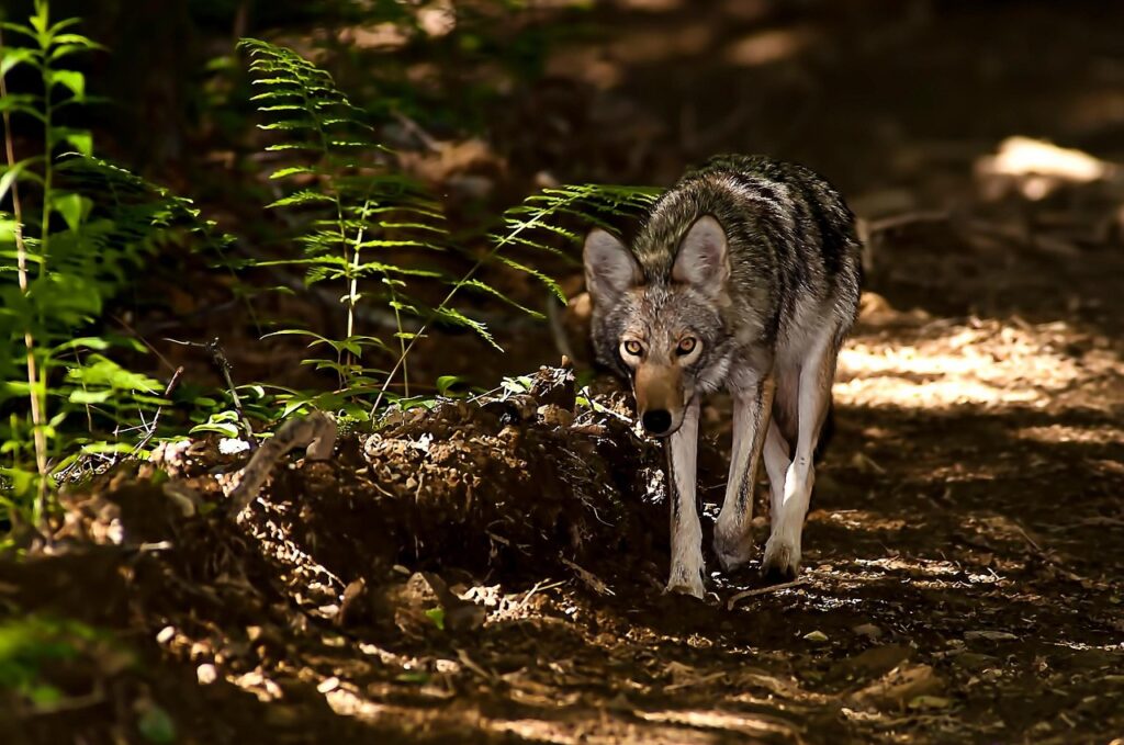 Wild Coyote