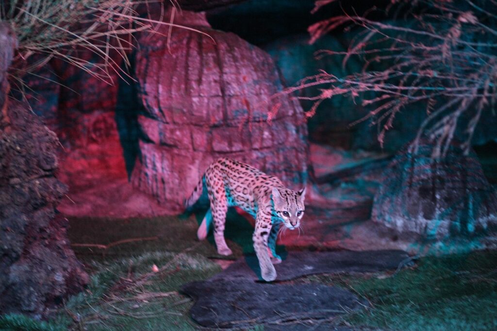 An Ocelot