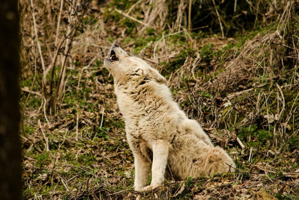 Wolfdog howling