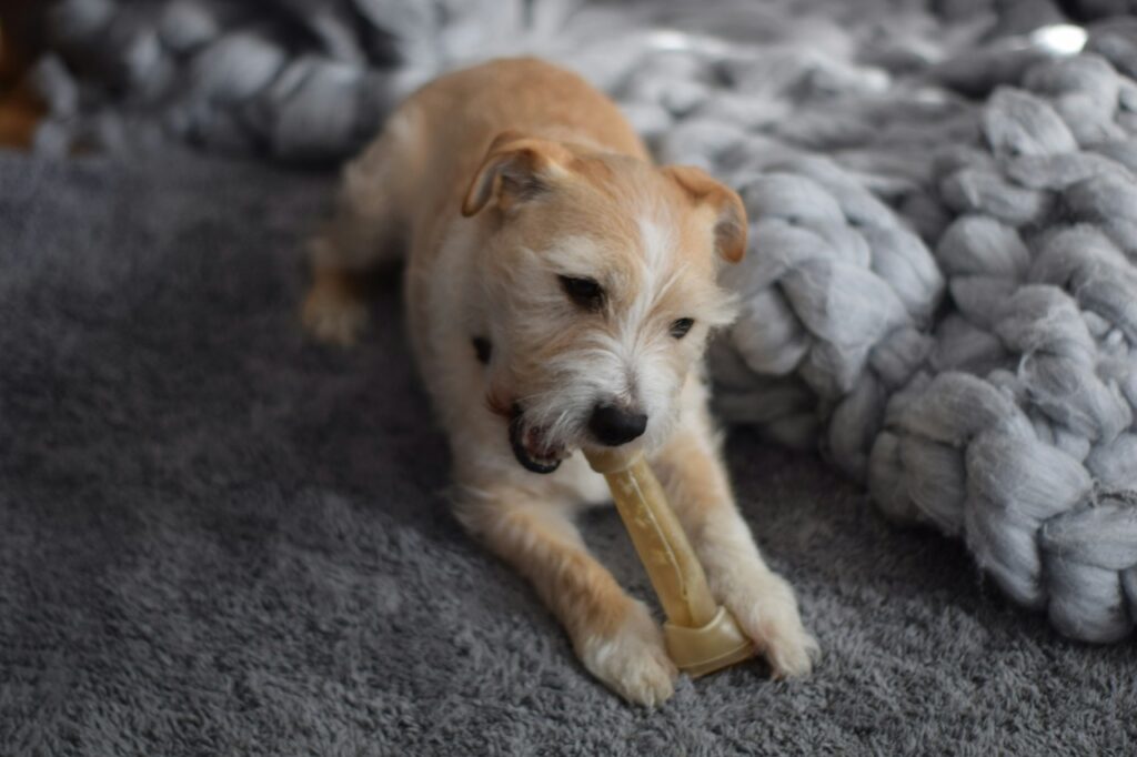 Rawhide Bone Chew Dog
