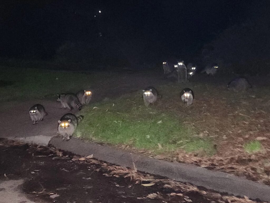 A gaze of raccoons at North Lake in Golden Gate Park