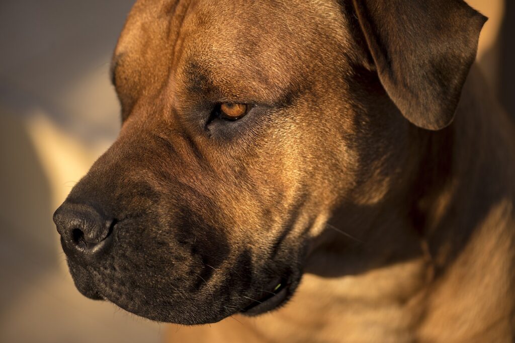 boerboel african