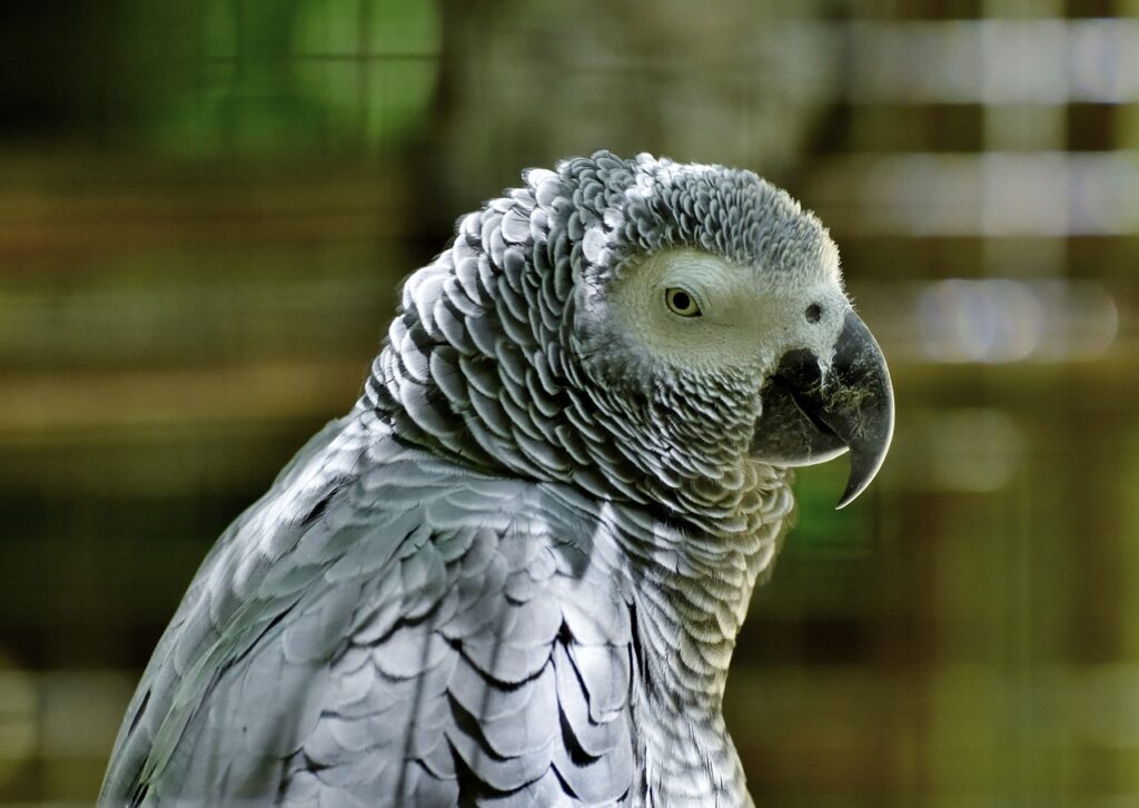 African grey parrot