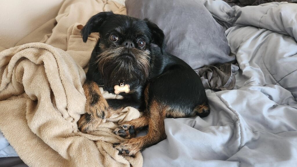 Brussels Griffon