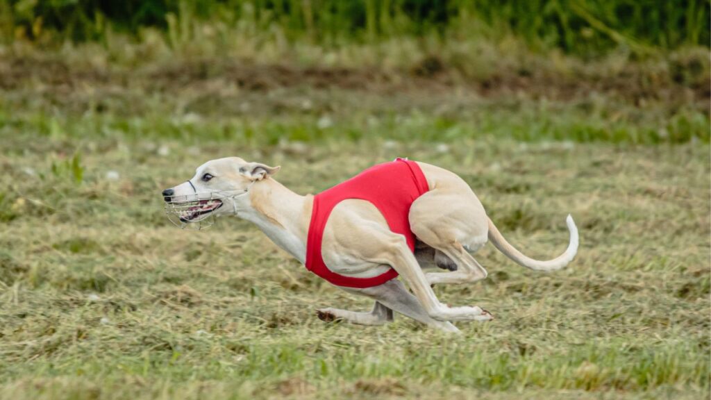 Whippet dog in red thunder shirt running and chasing lure in the field on coursing competition