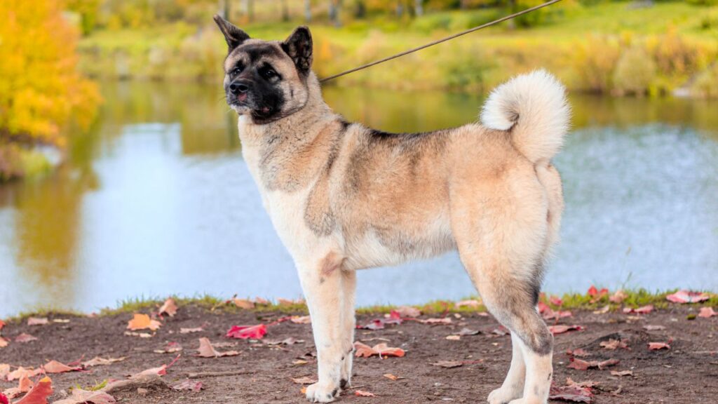 Akita breed dog on a walk in the autumn park. Beautiful fluffy dog. American Akita. Dog for a walk