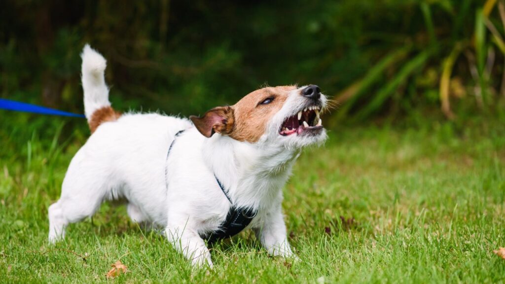 Angry dog aggressively barking and defending his territory