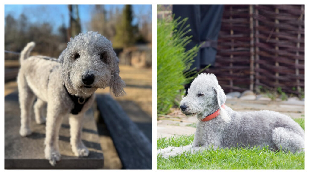 A Bedlington Terrier pup vs. Adult