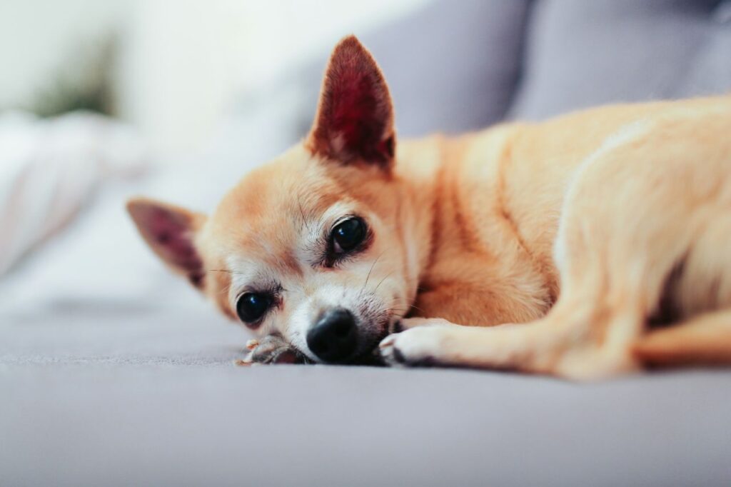 chihuahua lying on a couch
