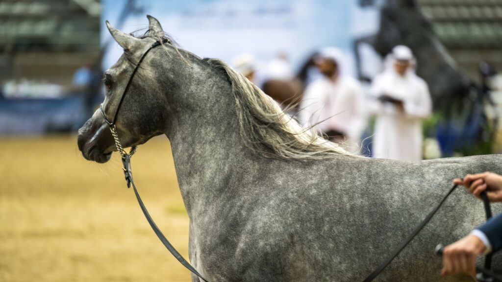 Arabian Horse, Doha, Qatar