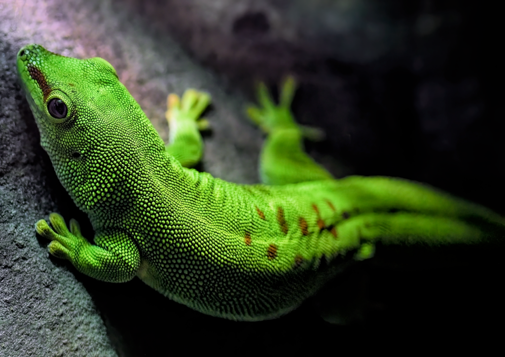 Madagascar Day Gecko