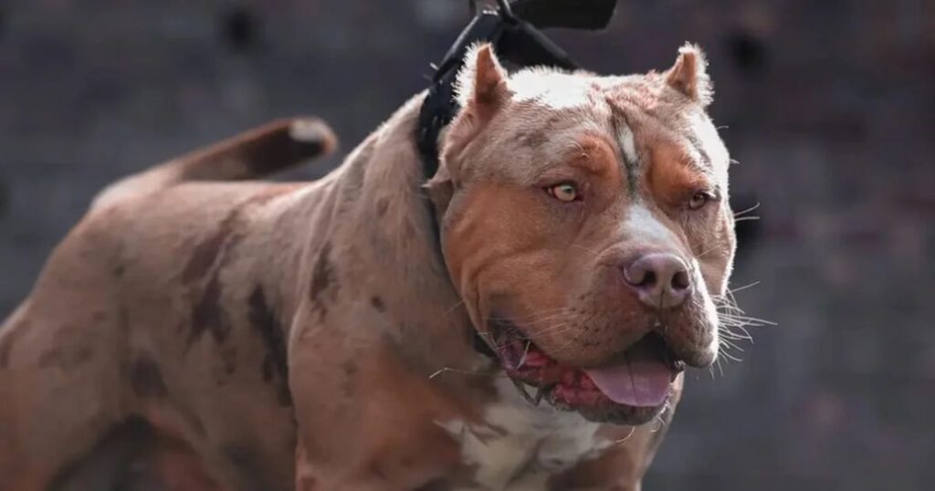 American Bully XL