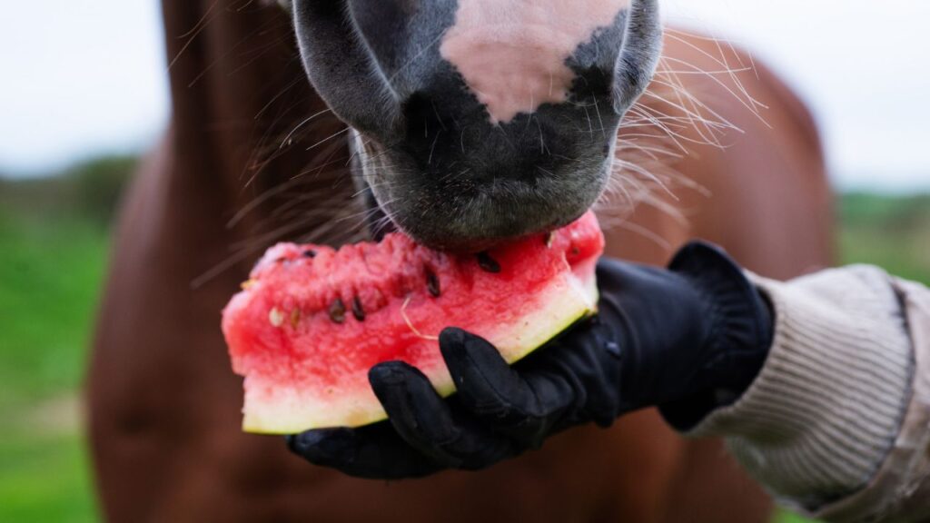 horse eating  watermelon from hand outdoor. close up.   feeding concept