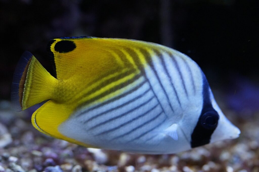 angelfish