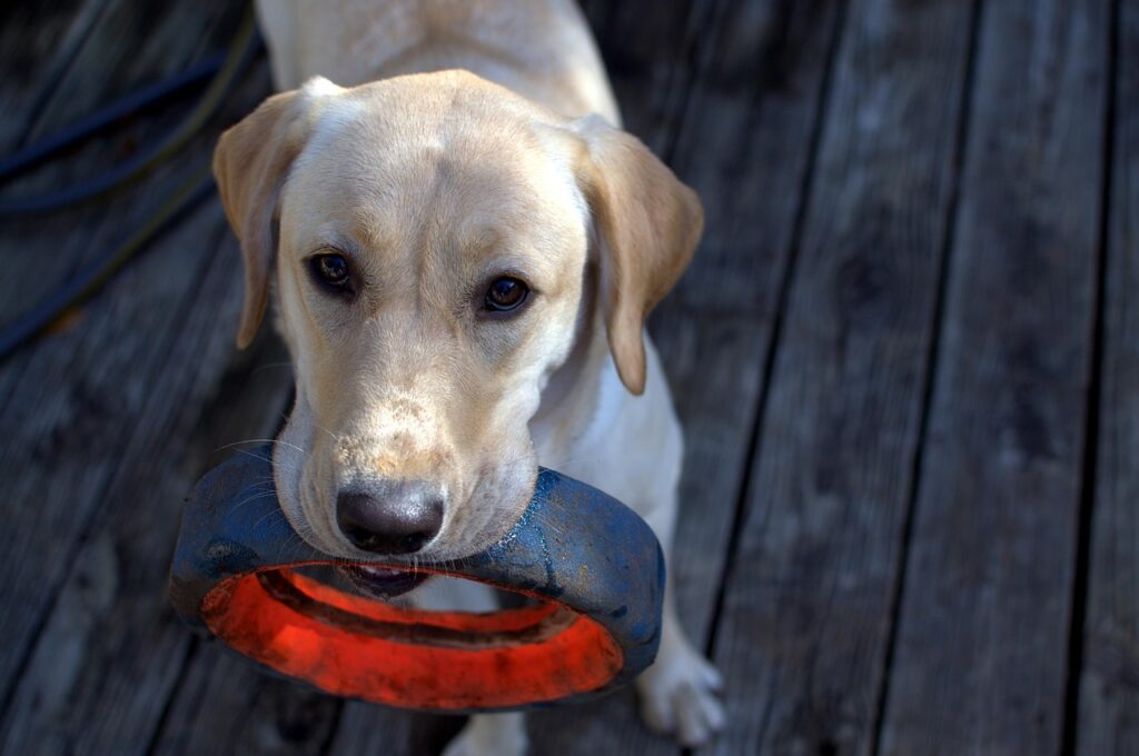 Dog Fetch
