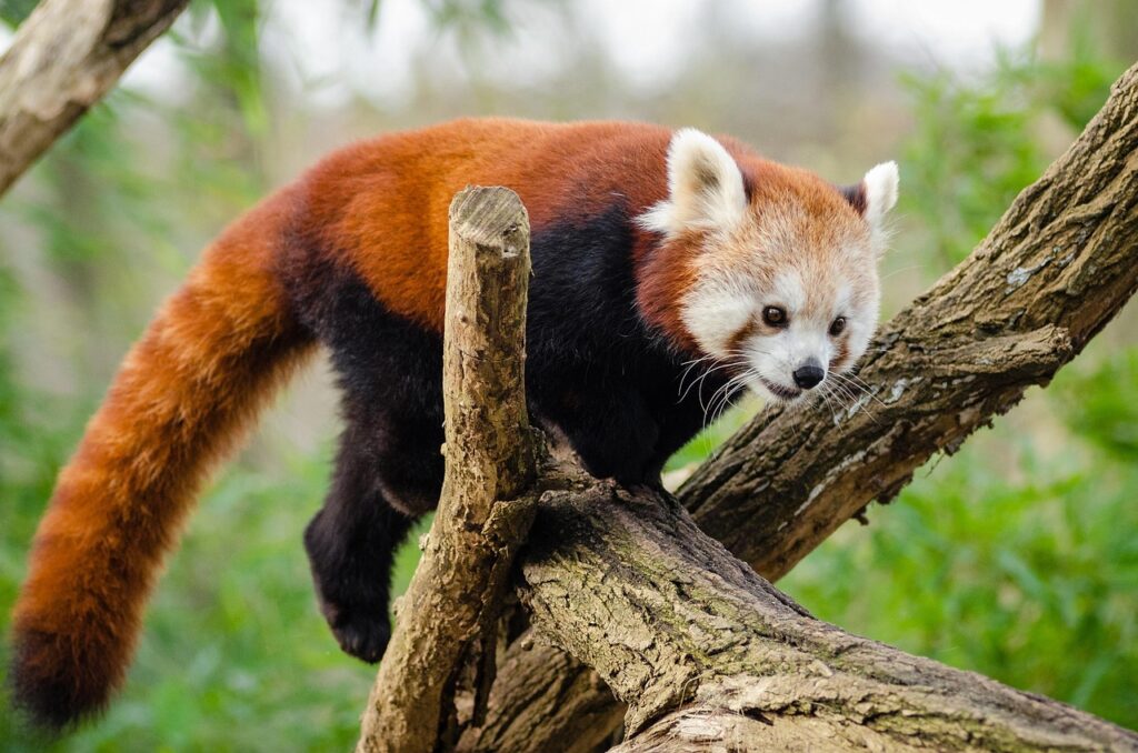 red panda