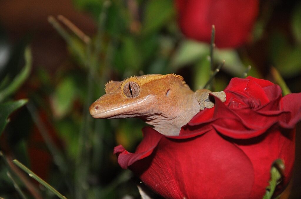 crested-gecko