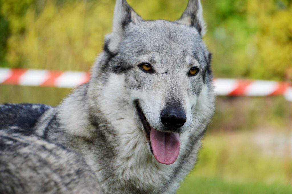 Wolf Hybrid
