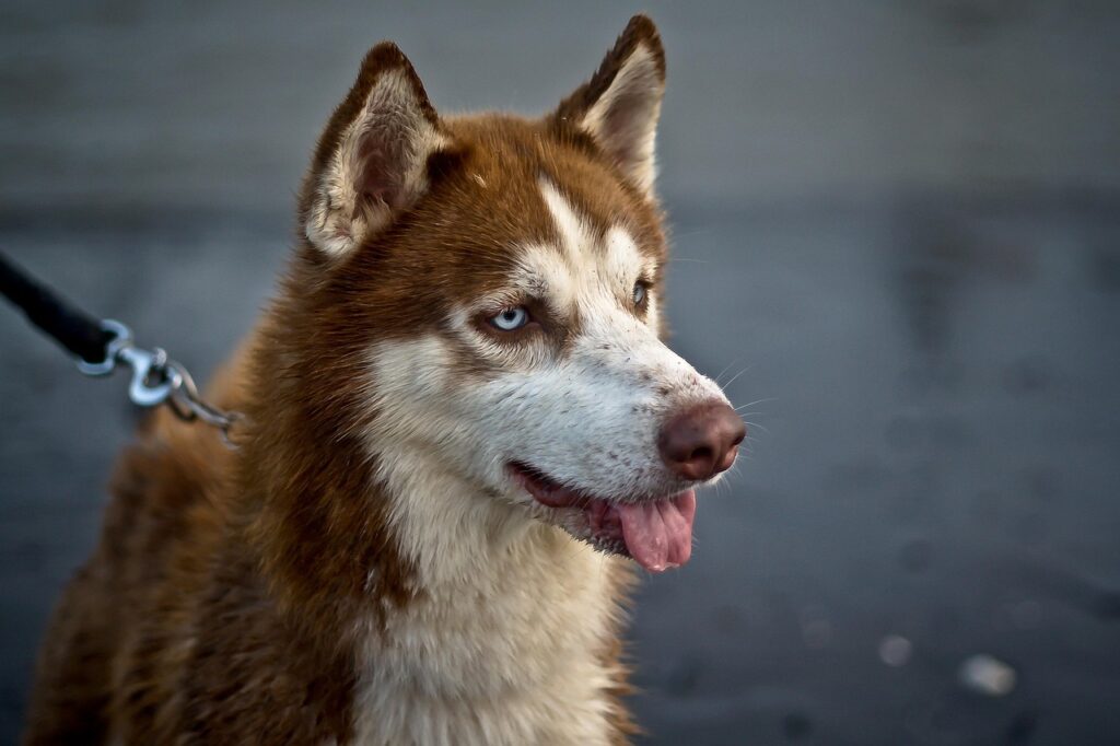 siberian husky