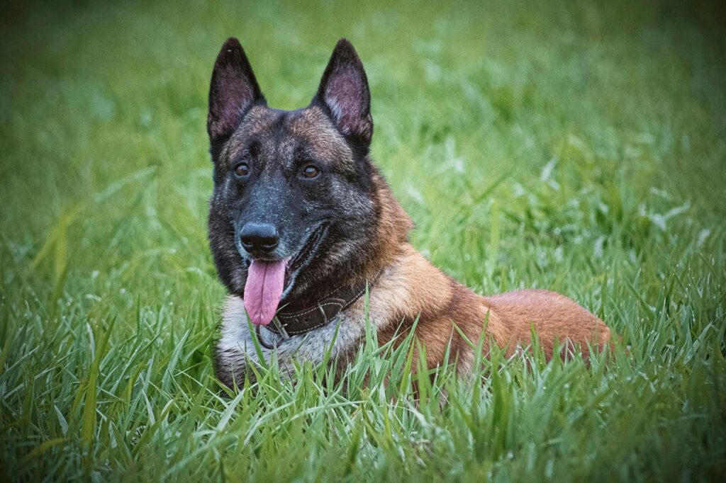 Belgian Shepherd