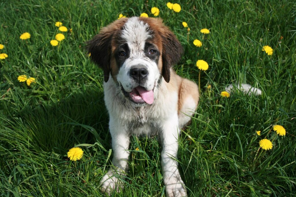 saint bernard