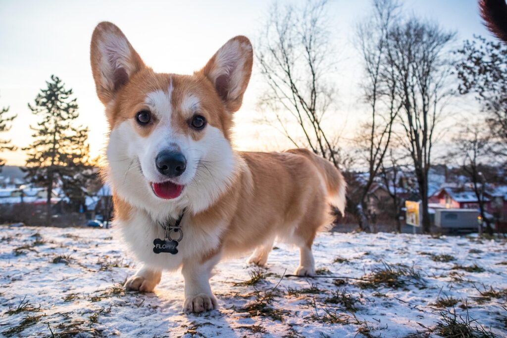 corgi