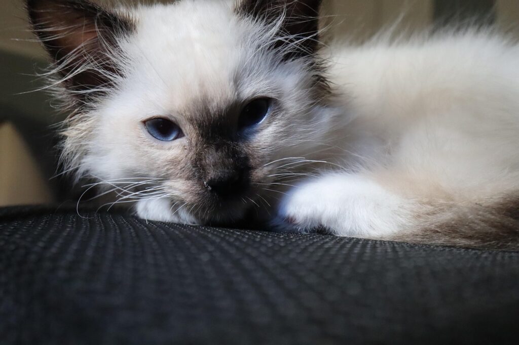 birman