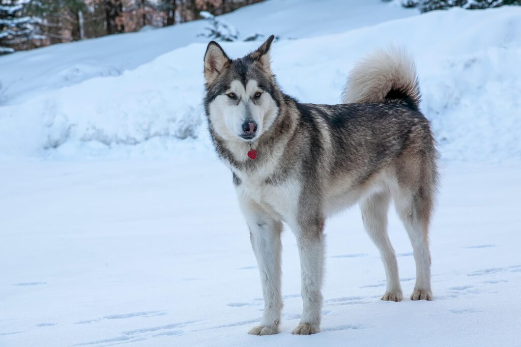 Alaskan Malamute