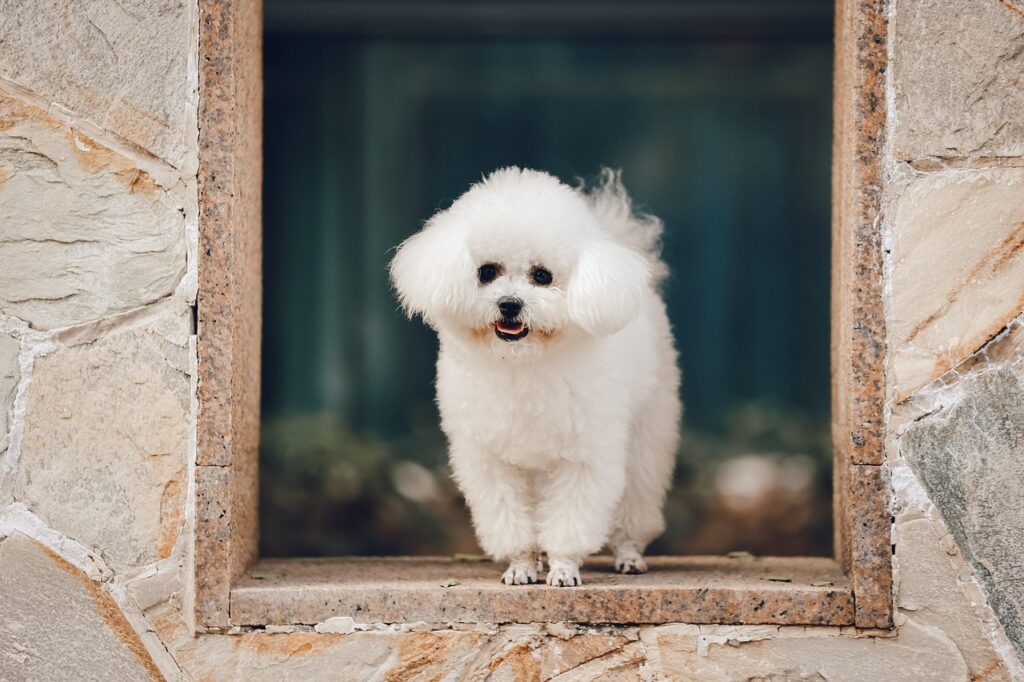 BICHON FRISE