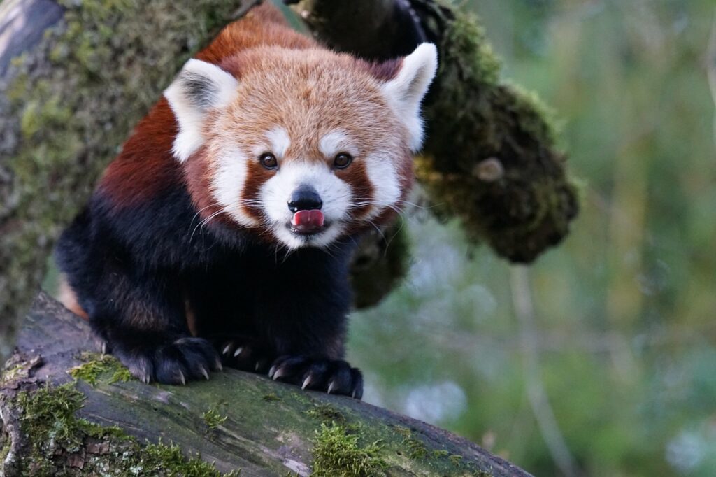 red panda