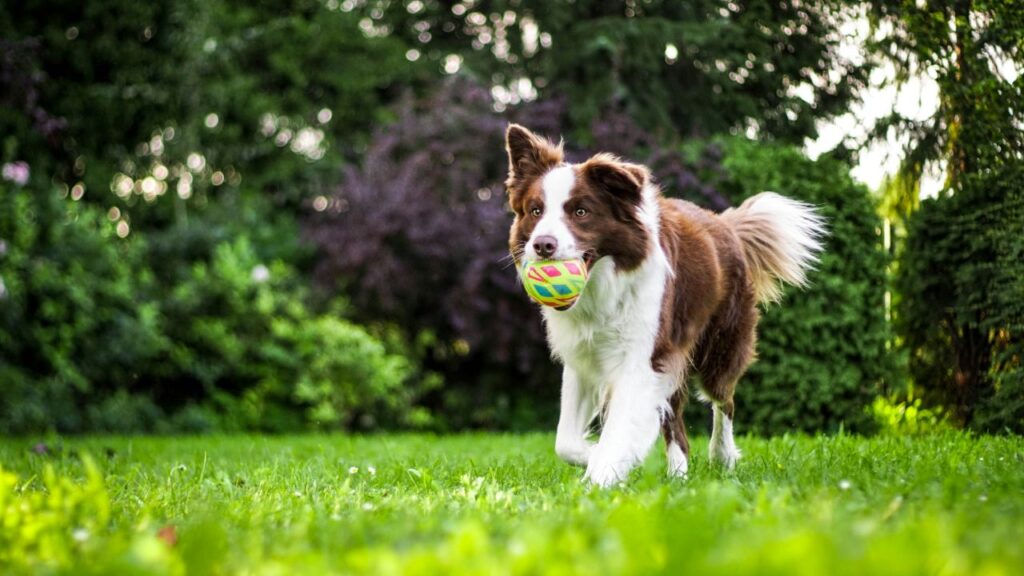 border collie on grass