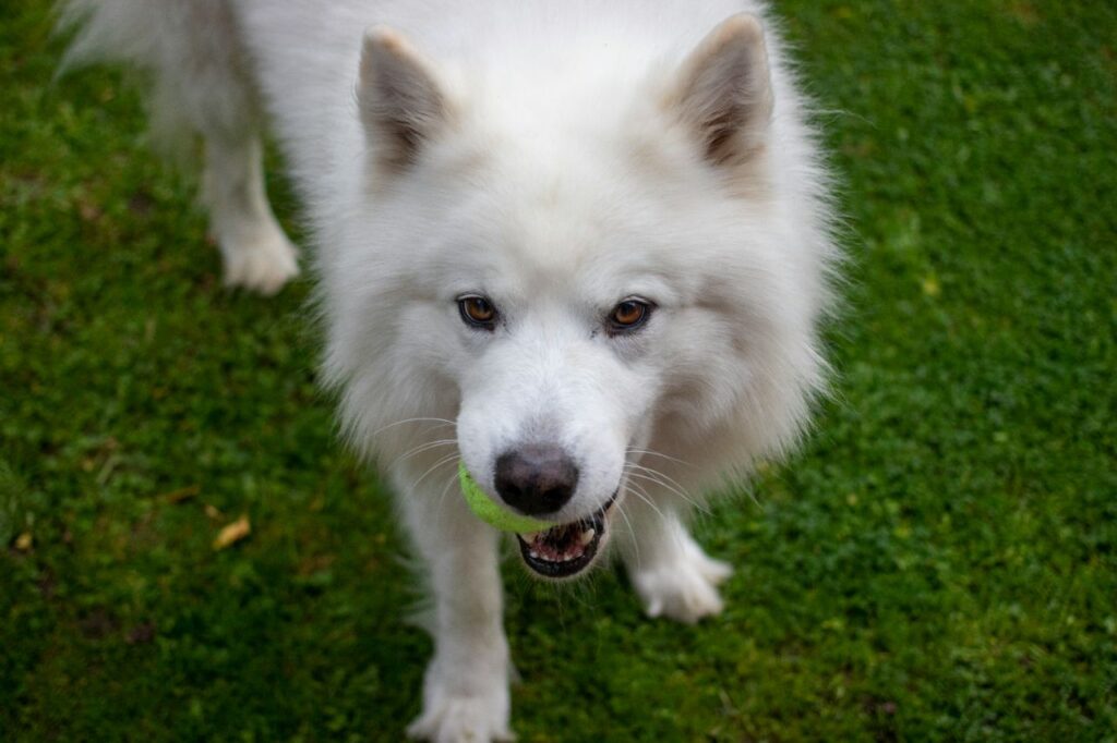 samoyed dog