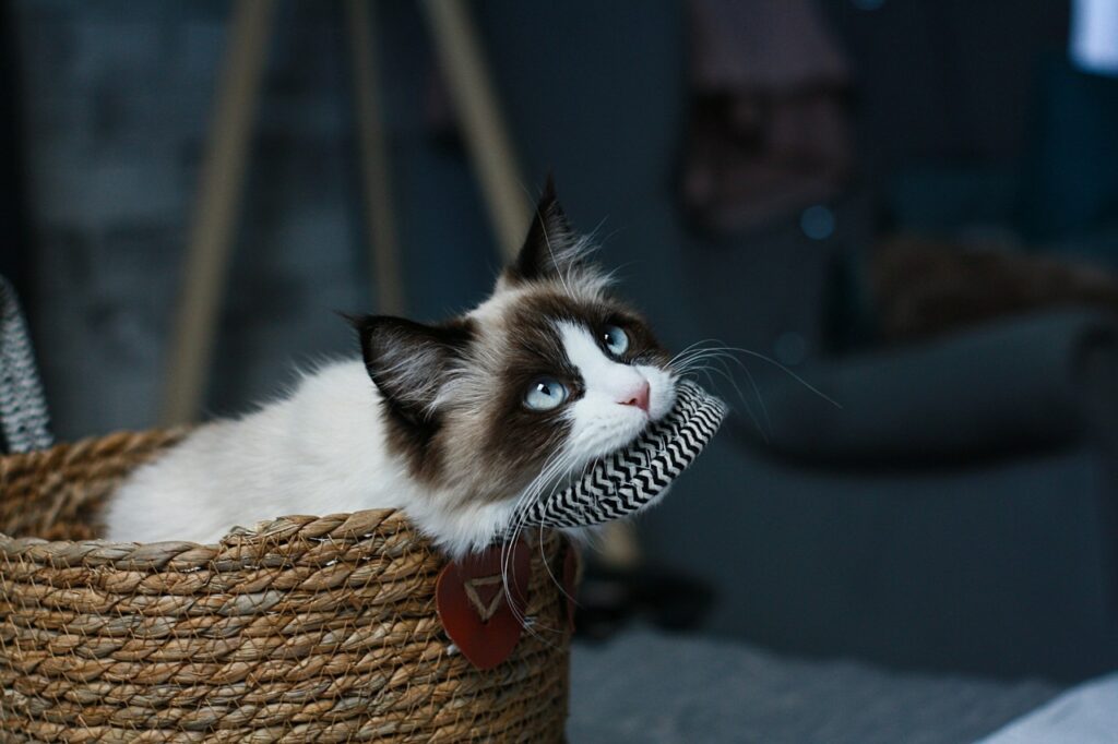 Ragdoll