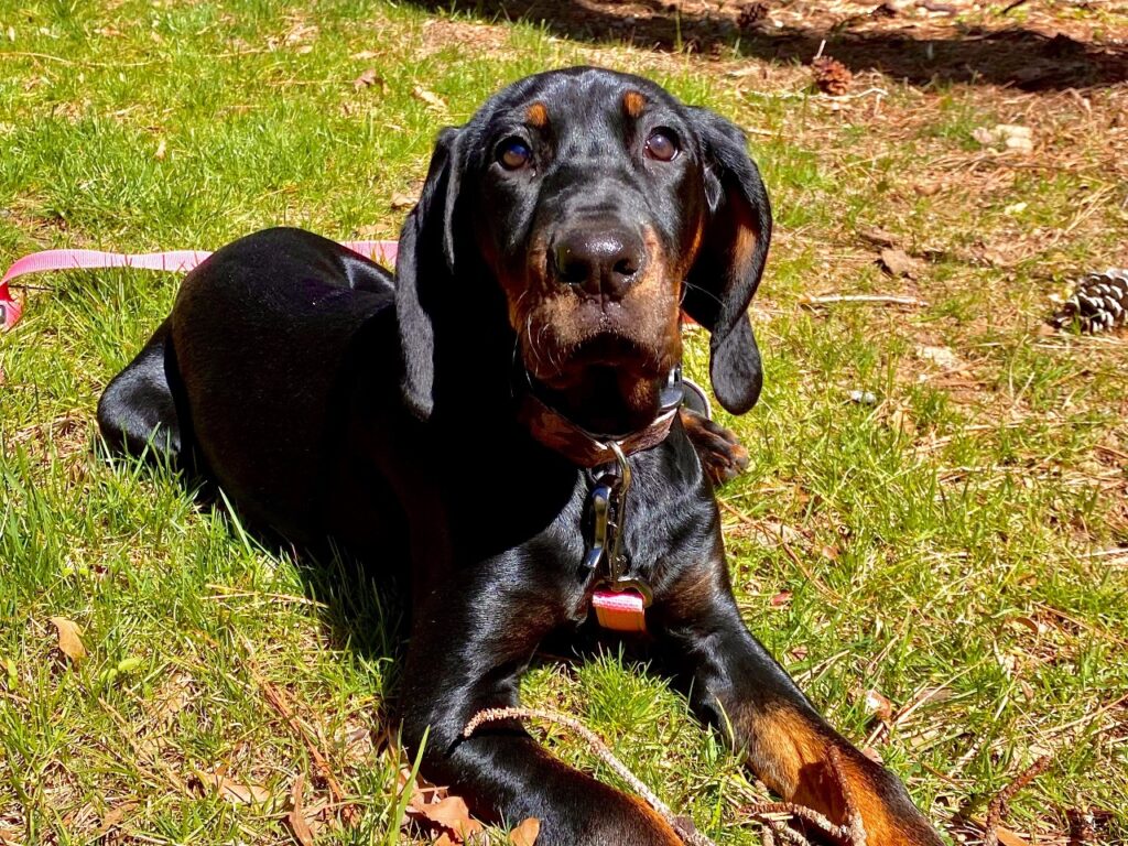 Black and Tan Coonhound