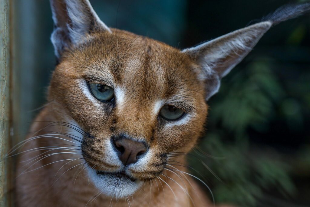 Caracal