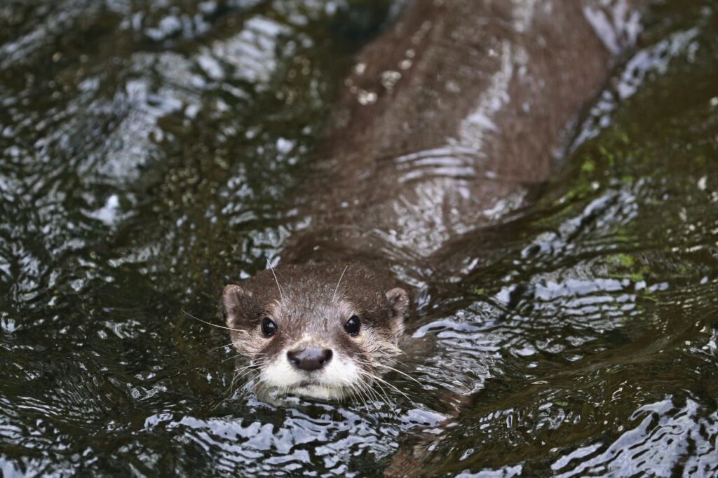 sea otter in the sea