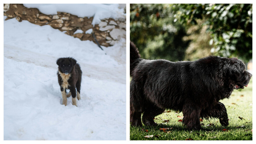 A Newfoundland pup vs. Adult