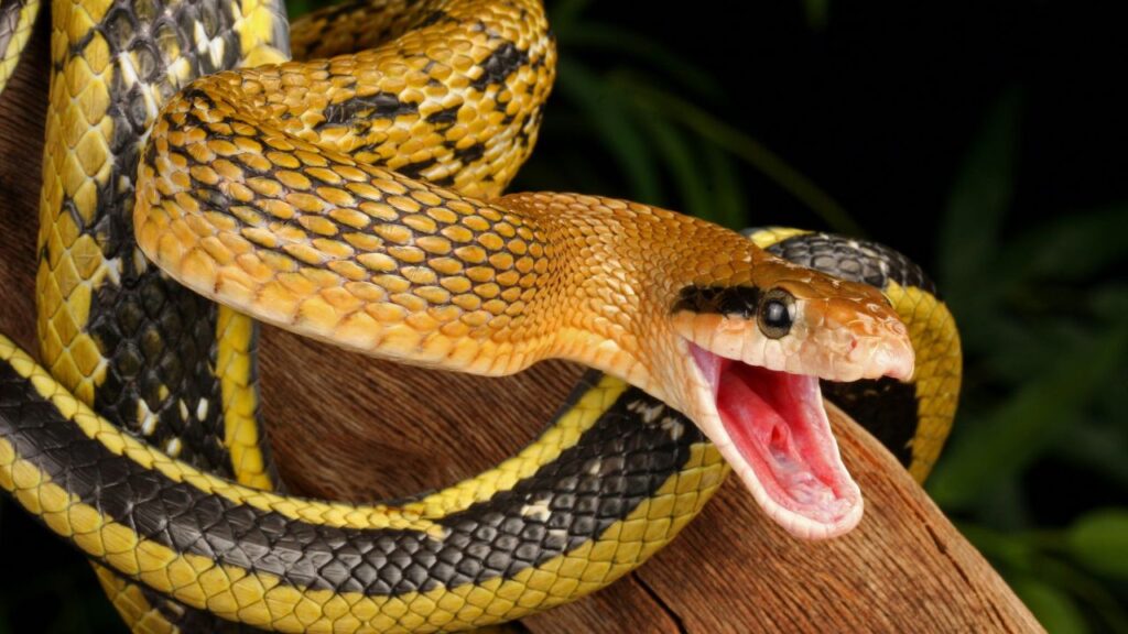 Taiwan Beauty Snake hanging from a tree.