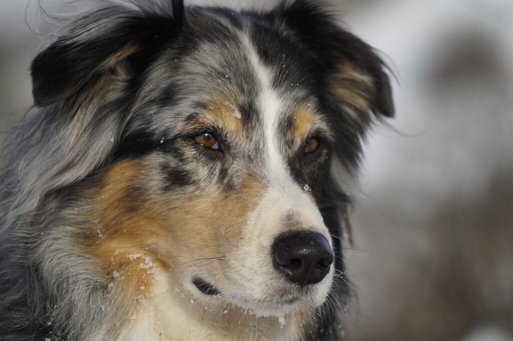australian-shepherd