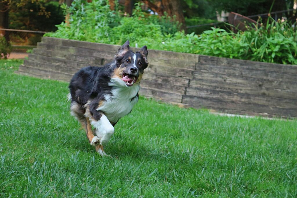 australian-shepherd