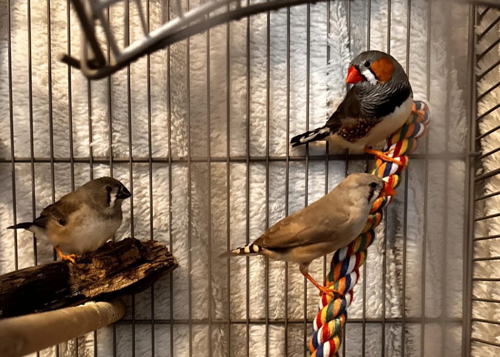 Finches